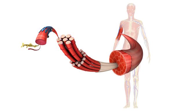 What are fasciae.